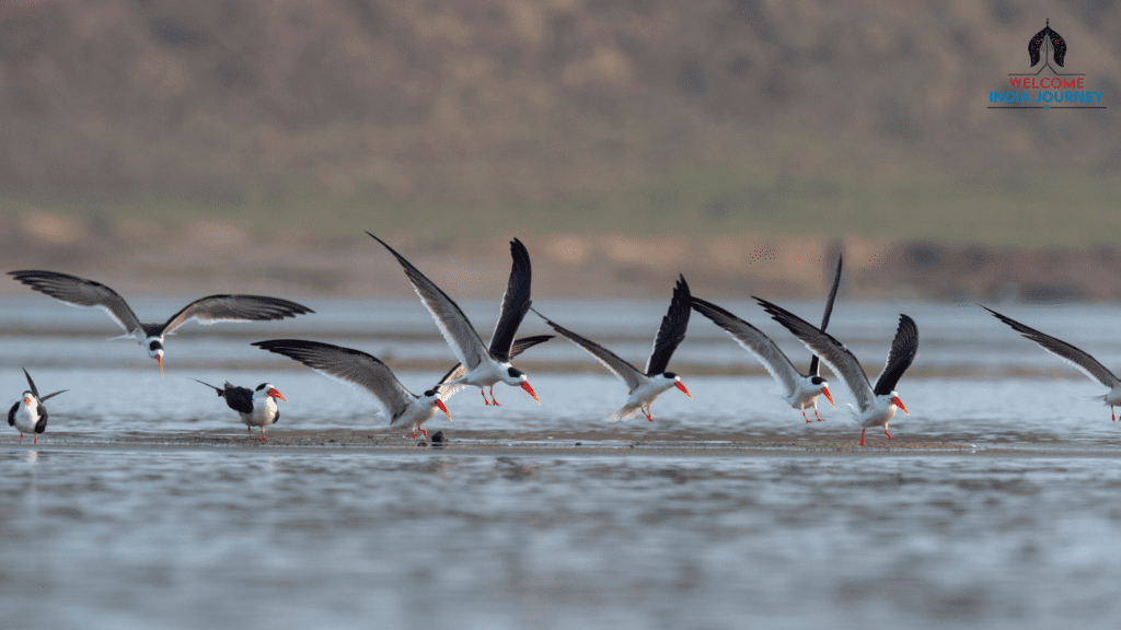 Same Day Chambal Safari Tour By Car From Agra